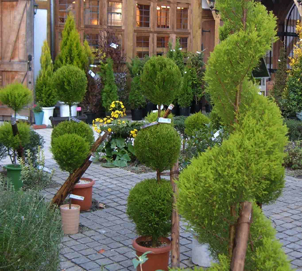 今月のイチオシのお花を見る