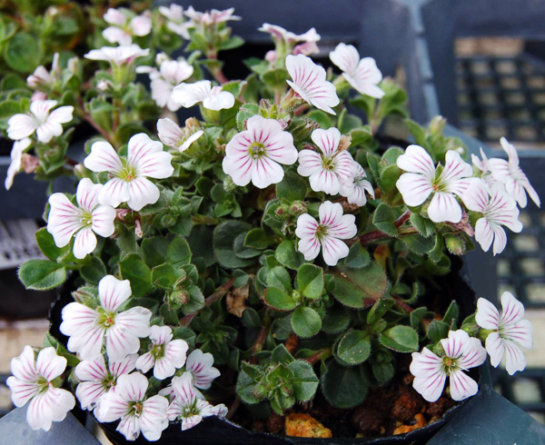 今月のイチオシのお花を見る