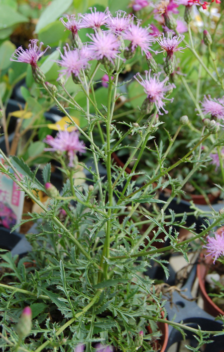 今月のイチオシのお花を見る
