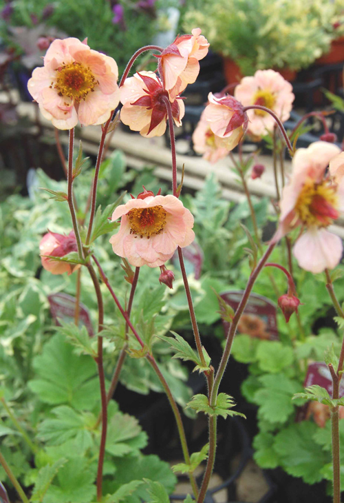 今月のイチオシのお花を見る