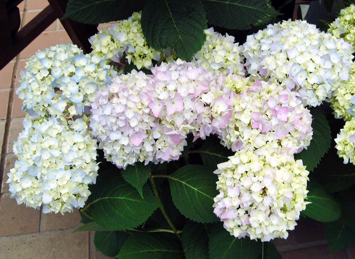 今月のイチオシのお花を見る