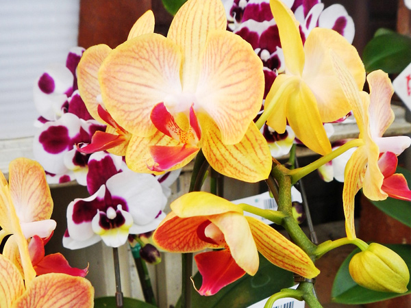 プロが答える洋ランの相談会