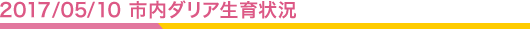 2017/5/10 市内ダリア生育状況