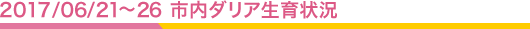 2017/6/21 市内ダリア生育状況