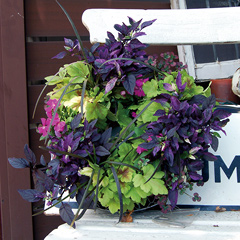 デラックスコース