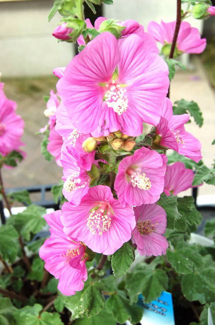 今月のイチオシのお花を見る