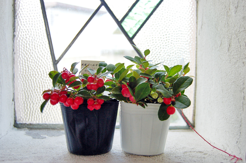 チェッカーベリー