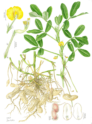 尾形幸子のボタニカルアート（植物画）